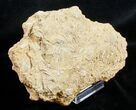 Fossil Sea Urchin (Acrosalenia) Plate (Acrosalenia) #3171-3